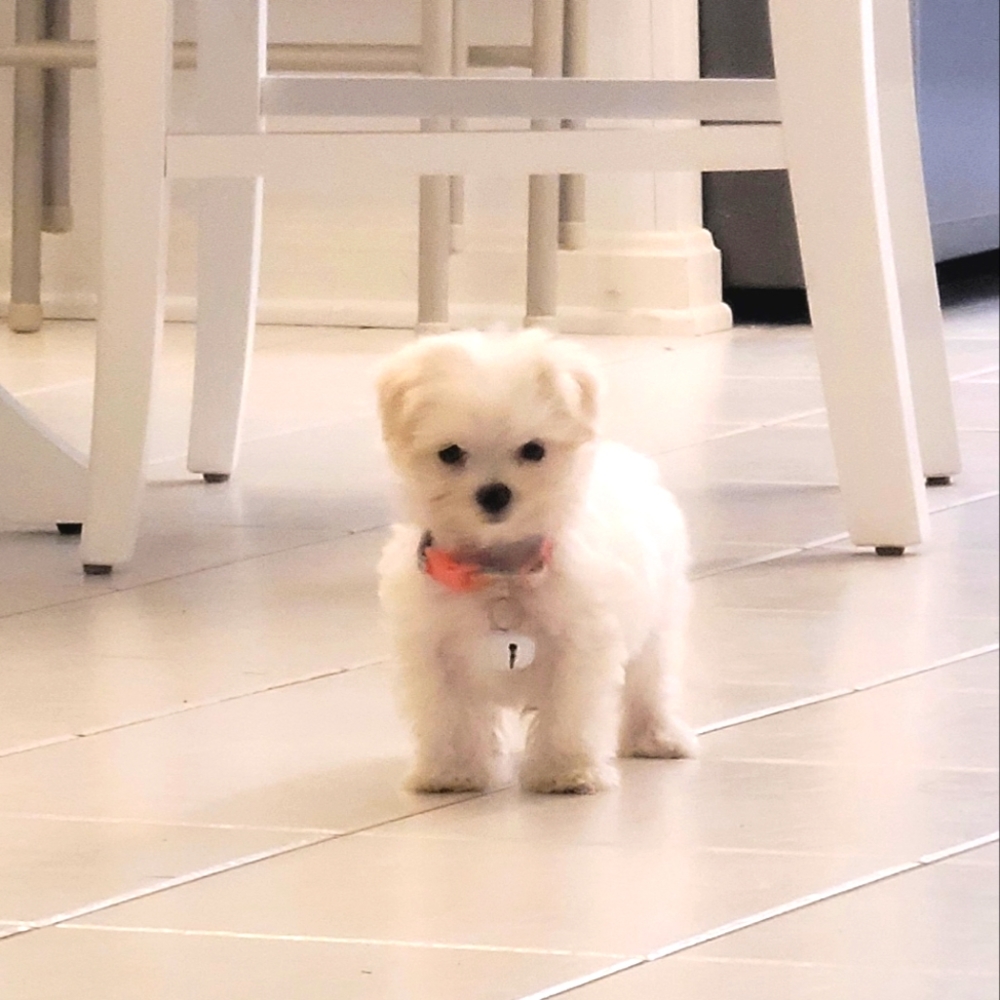 Meet your Posher, Frankie "BROOKLYN"
